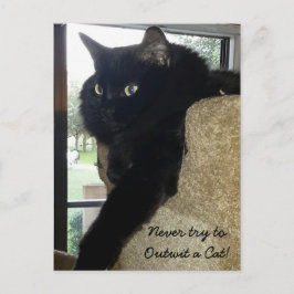 Postal Merlin, la cita del gato