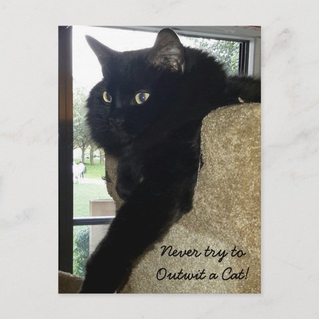 Postal Merlin, la cita del gato (Anverso)