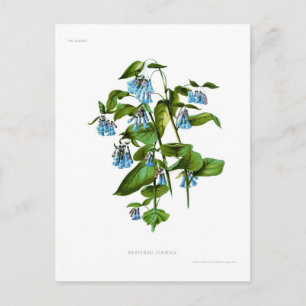 Postal Mertensia sibirica