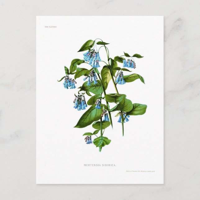 Postal Mertensia sibirica (Anverso)