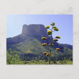 Postal Mesa y maguey floreciente 1