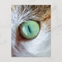 Mesmerizando el hermoso ojo de gato verde