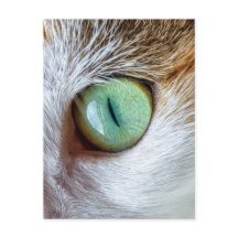 Mesmerizando el hermoso ojo de gato verde