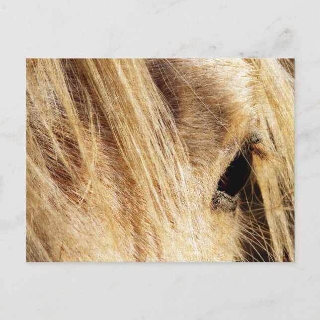 Postal Messy Mane Day (Anverso)