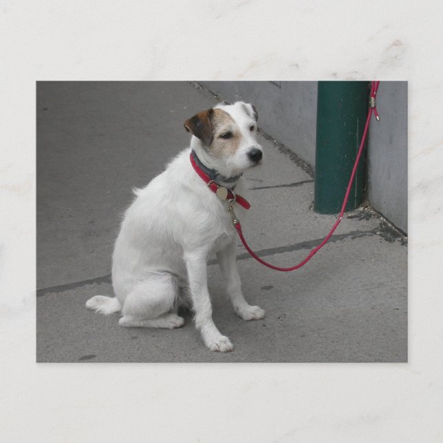 Postal Mestizo Blanco Dulce (Anverso)