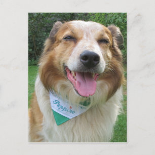 Postal mestizo de border collie