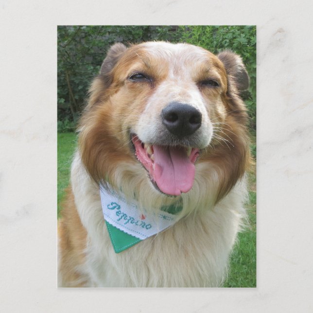 Postal mestizo de border collie (Anverso)