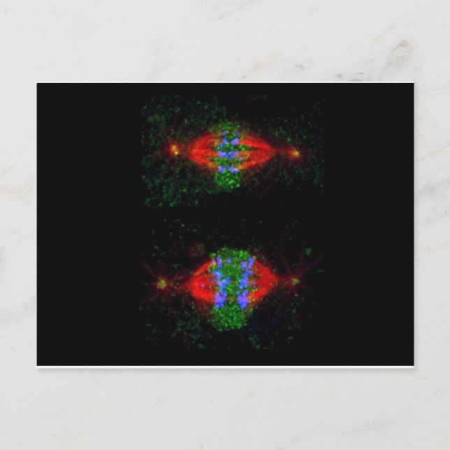 Postal Metafase Mitótica (superior) y anafase (inferior) (Anverso)