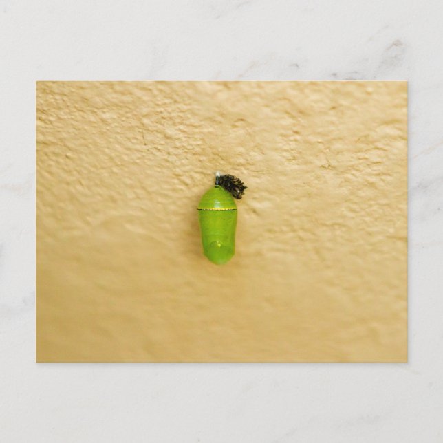 Postal Metamorfosis comienza la mariposa monarca (Anverso)