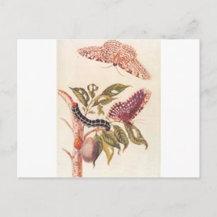 Postal Metamorfosis de una mariposa Maria Sibylla Merian