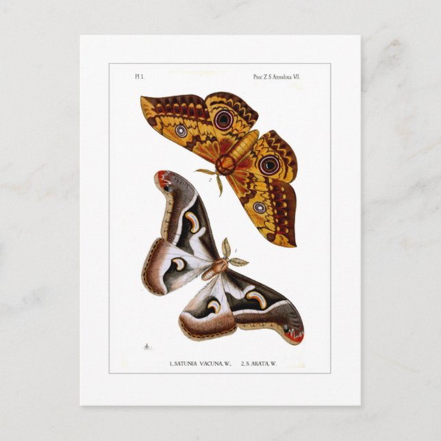 Postal Metas (Anverso)