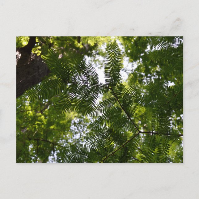 Postal Metasequoia - Secuoya del Alba (Anverso)