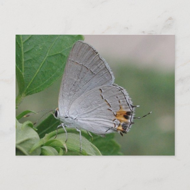 POSTAL MEXICAN GRY HAIRSTREAK BUTTERFLY (Anverso)