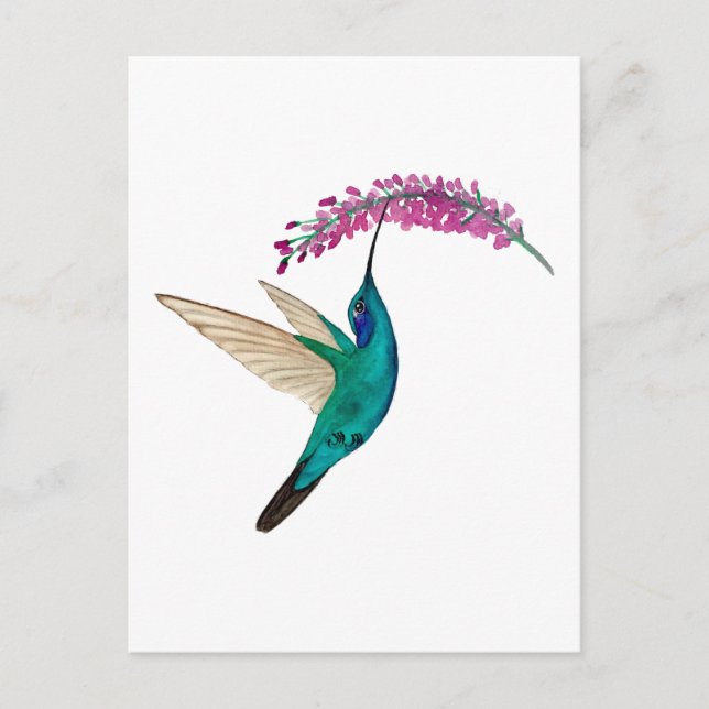 Postal Mexican Violetear Hummingbird (Anverso)