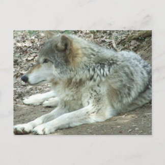 Postal mexicana del lobo