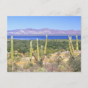 Postal México, Baja California Sur, Cardon Cactus en