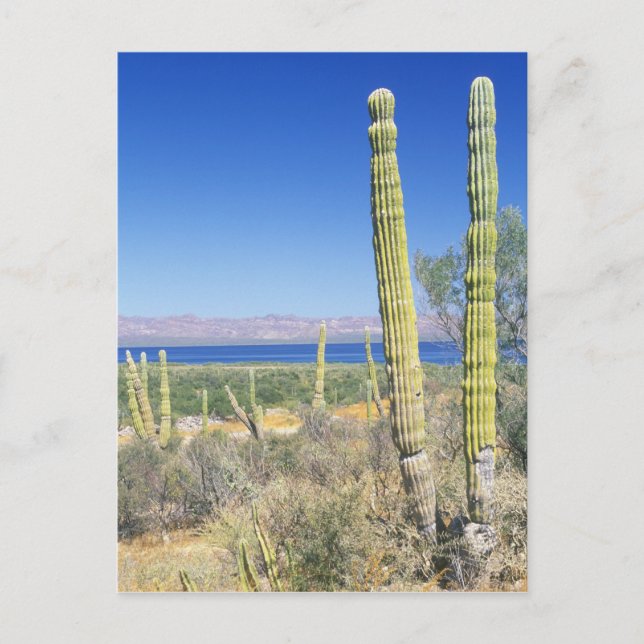 Postal México, Baja California Sur, Mulege, Bahia (Anverso)