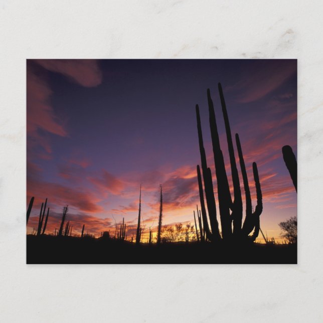 Postal México, Baja del Norte, Catavina Desert Nacional 3 (Anverso)