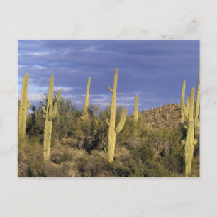 Postal México, Baja del Norte, Desierto Catavina Nacional