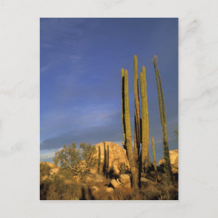 Postal México, Baja del Norte, Desierto Nacional de Catav