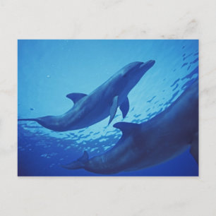 Postal México, Cozumel. Delfín mular, Tursiops