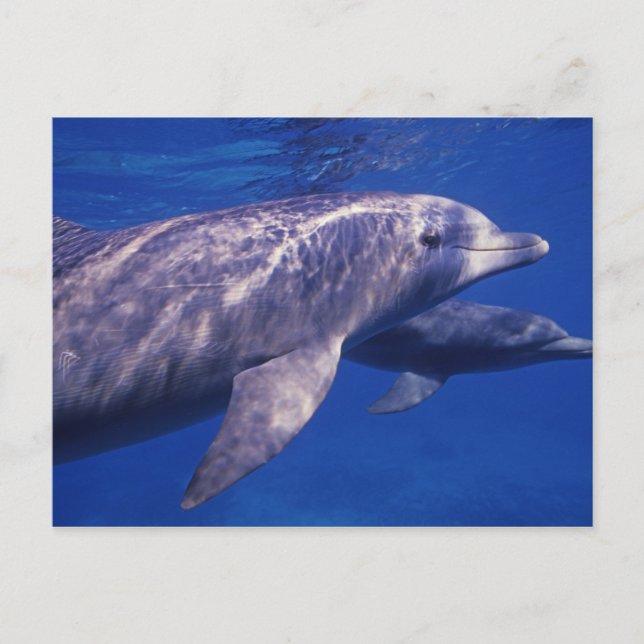 Postal México, Cozumel. Delfín mular, Tursiops 2 (Anverso)