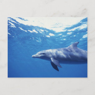 Postal México, Cozumel. Delfín mular, Tursiops 3