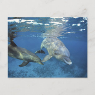 Postal México, Cozumel. Delfín mular, Tursiops 5