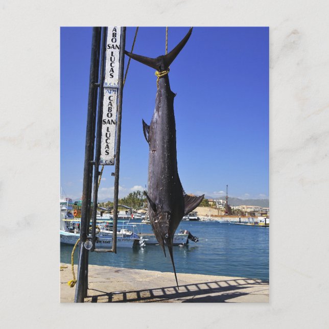 Postal México Marlin (Anverso)