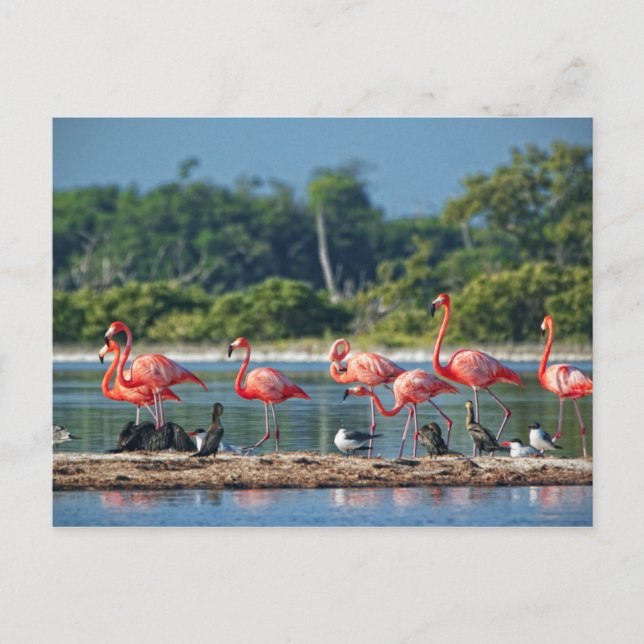 Postal México Río Lagartos (Anverso)