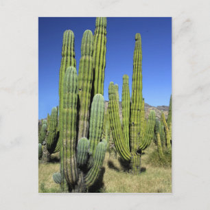 Postal México, Sonora, San Carlos. Saguaro y tubo de órga