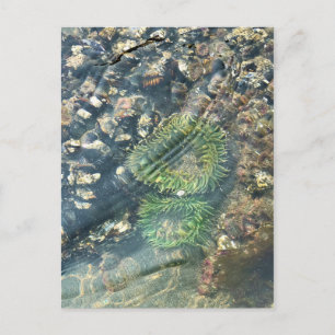 Postal Meyers Beach North, Gold Beach, Oregon