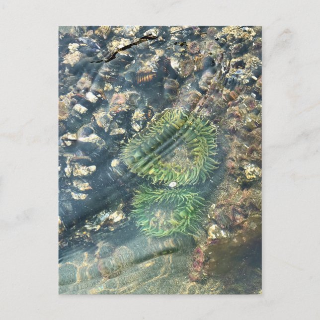 Postal Meyers Beach North, Gold Beach, Oregon (Anverso)