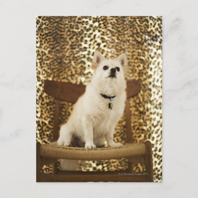 Postal Mezcla de Pomerania (Anverso)