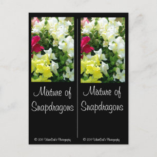 Postal Mezcla de Snapdragons