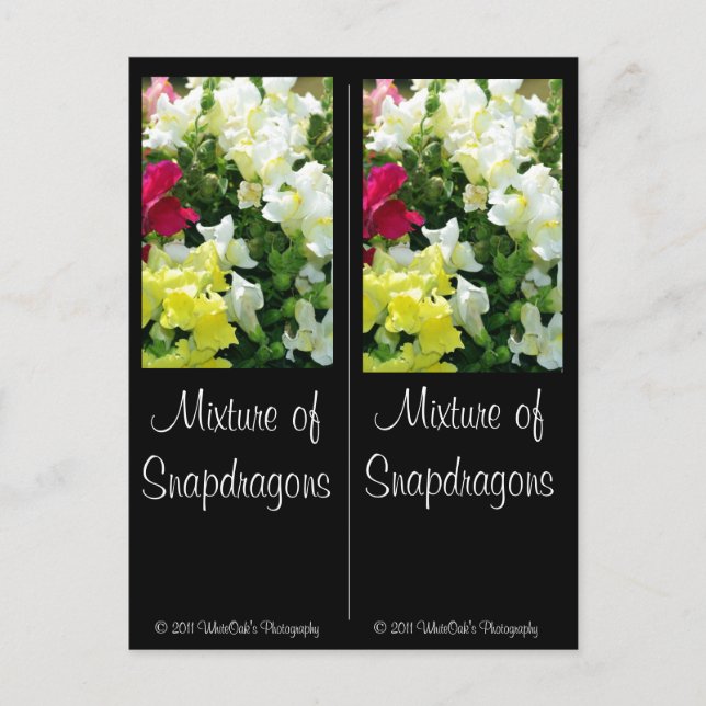 Postal Mezcla de Snapdragons (Anverso)