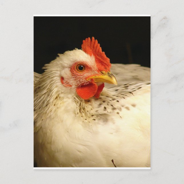 Postal Mi chico (Anverso)