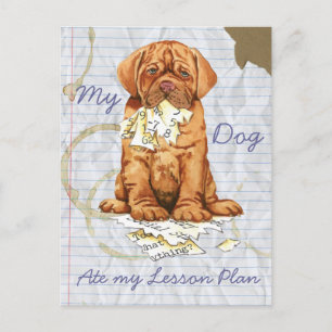 Postal Mi Dogue de Burdeos comió mi plan de clases