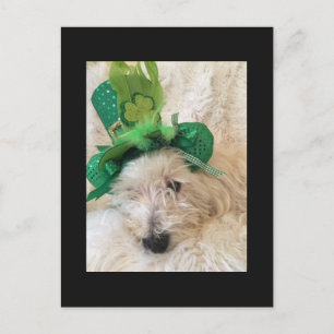 Postal Mi Gorra afortunado Westie