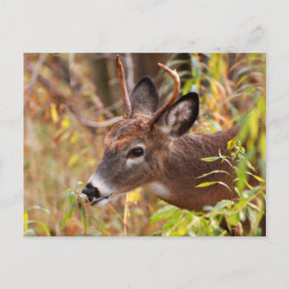 Postal ¡Mi lengua, Atrapada!