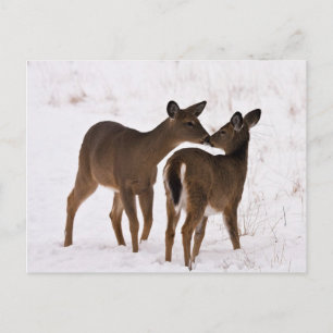 Postal Mi mamá me ama