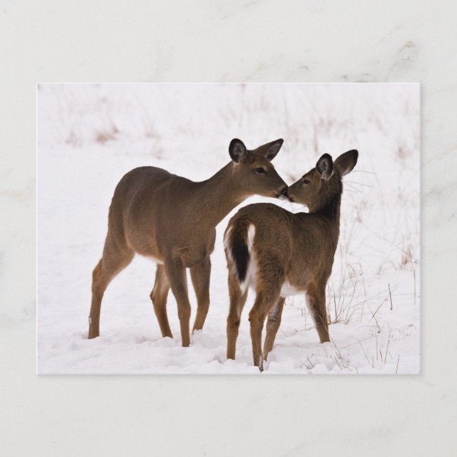 Postal Mi mamá me ama (Anverso)