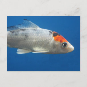 Postal Mi Mascota Koi Fish