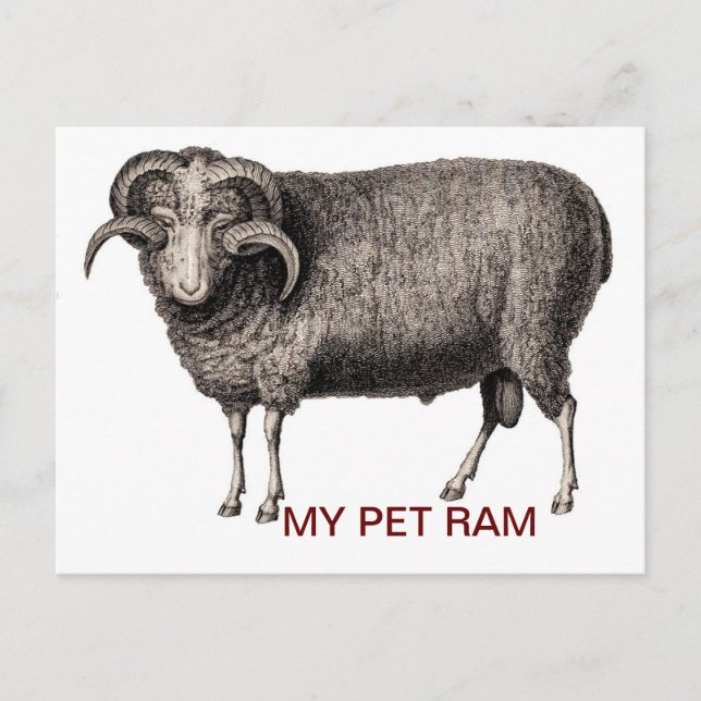 POSTAL MI MASCOTA RAM (Anverso)