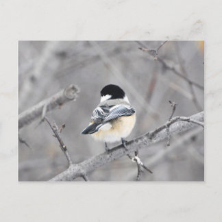 Postal ¡Mi nuevo abrigo de invierno, brillante! :)