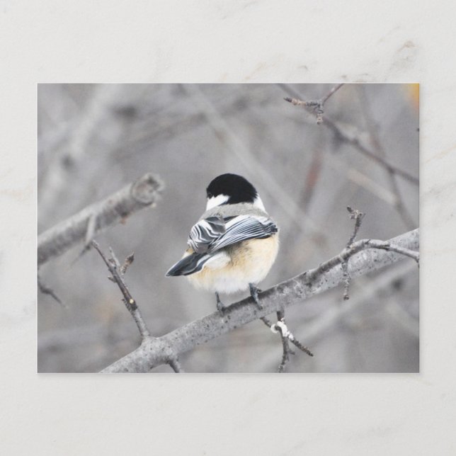 Postal ¡Mi nuevo abrigo de invierno, brillante! :) (Anverso)