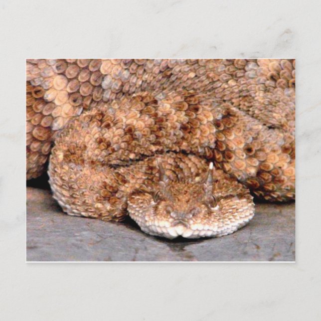 Postal Mi pequeño Viper (Anverso)