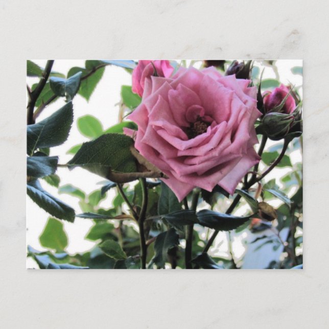Postal Mi Rosa (Anverso)