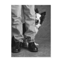 Mi sombra y yo - Perro de Collie