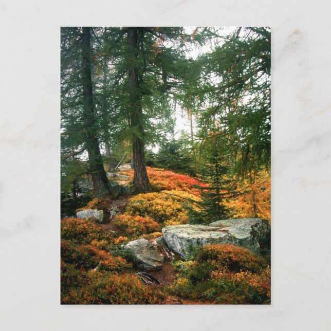 POSTAL MI VIDA NO ES ESTA HORA VERTICAL (Anverso)